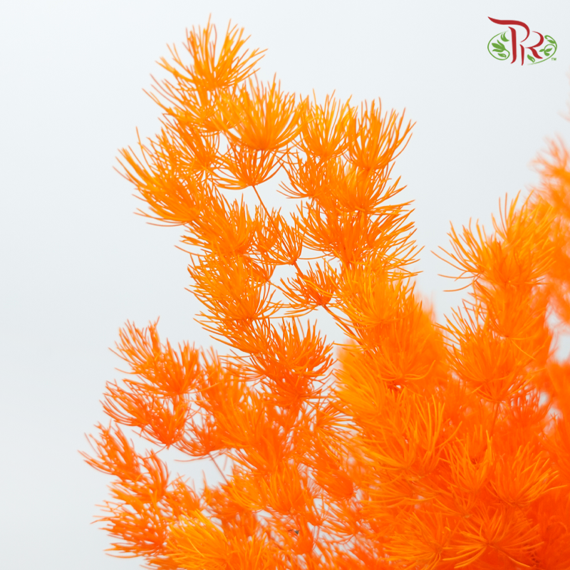 Preserved Asparagus Leaf - Orange (Per Bunch)-Orange-China-prflorist.com.my