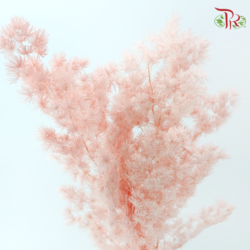 Preserved Asparagus Leaf - Peach Pink (Per Bunch)-Pink-China-prflorist.com.my