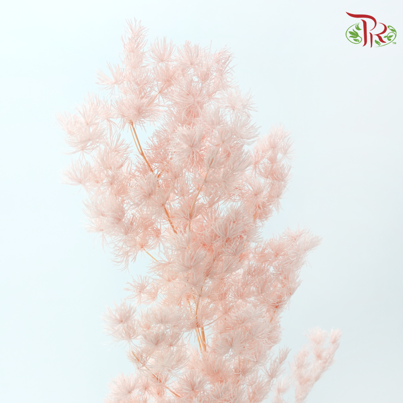 Preserved Asparagus Leaf - Peach Pink (Per Bunch)-Pink-China-prflorist.com.my