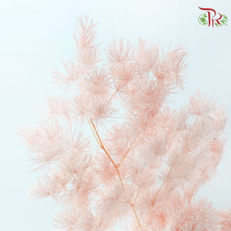 Preserved Asparagus Leaf - Peach Pink (Per Bunch)-Pink-China-prflorist.com.my