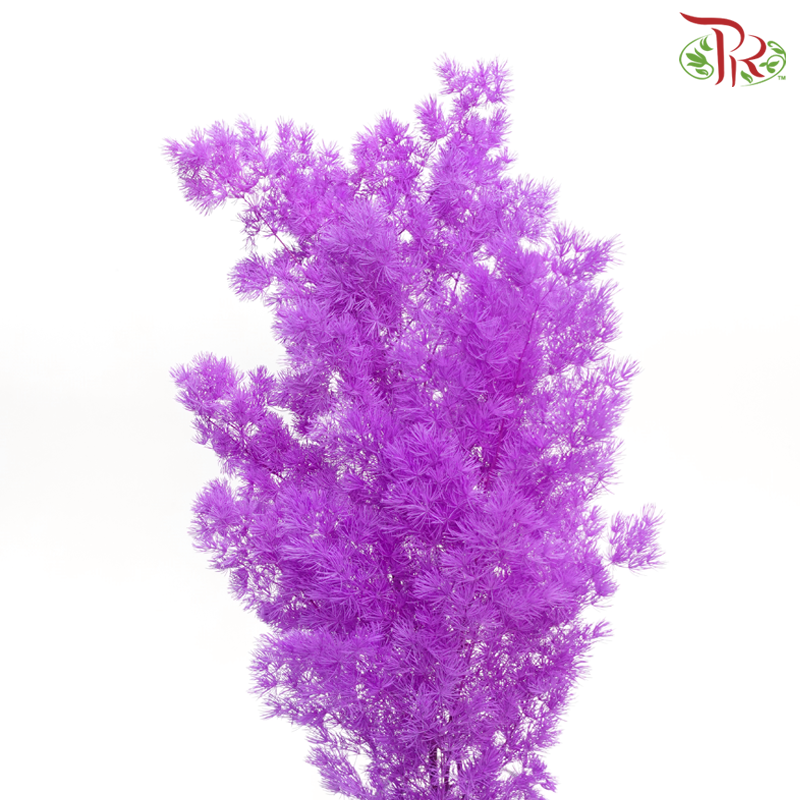 Preserved Asparagus Leaf - Purple (Per Bunch)-Purple-China-prflorist.com.my