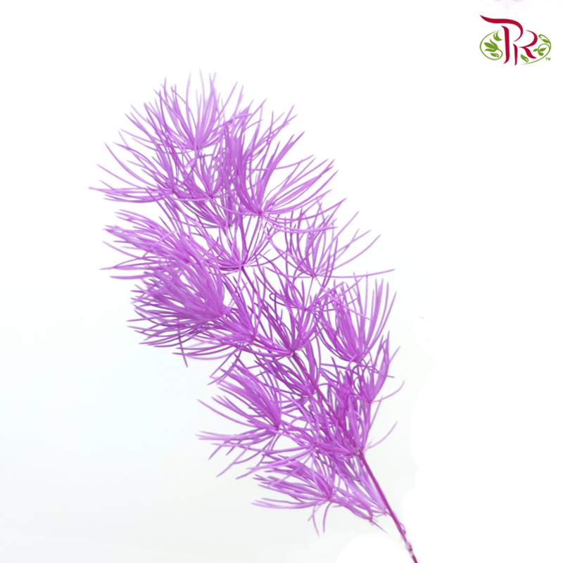 Preserved Asparagus Leaf - Purple (Per Bunch)-Purple-China-prflorist.com.my