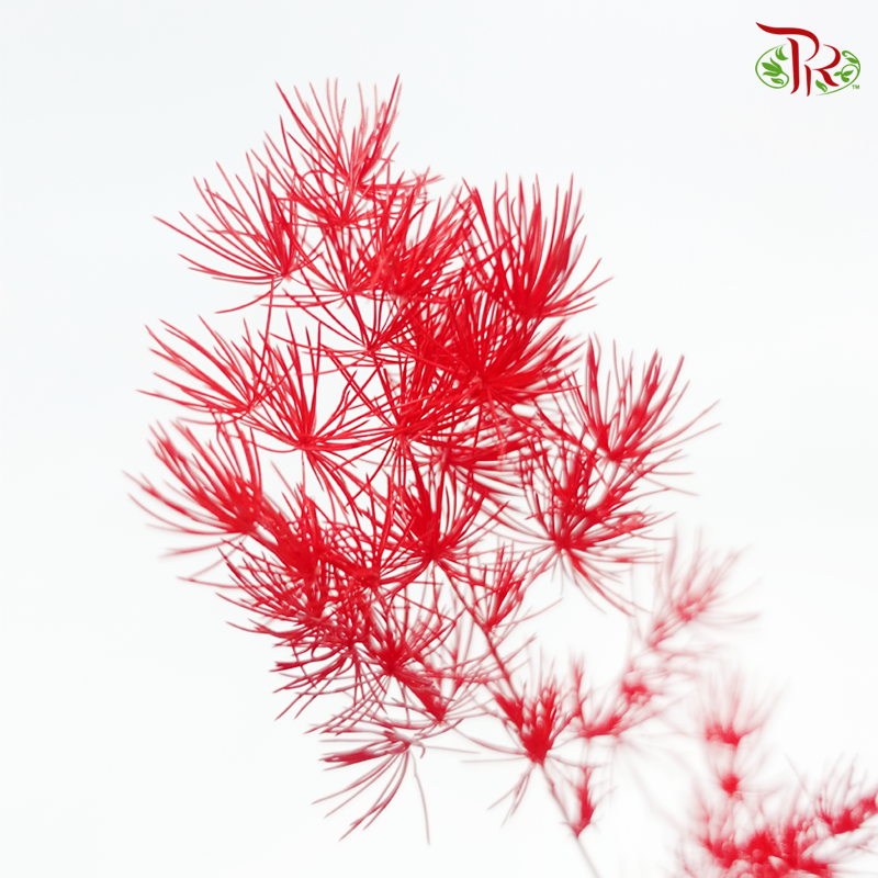 Preserved Asparagus Leaf - Red (Per Bunch)-Red-China-prflorist.com.my