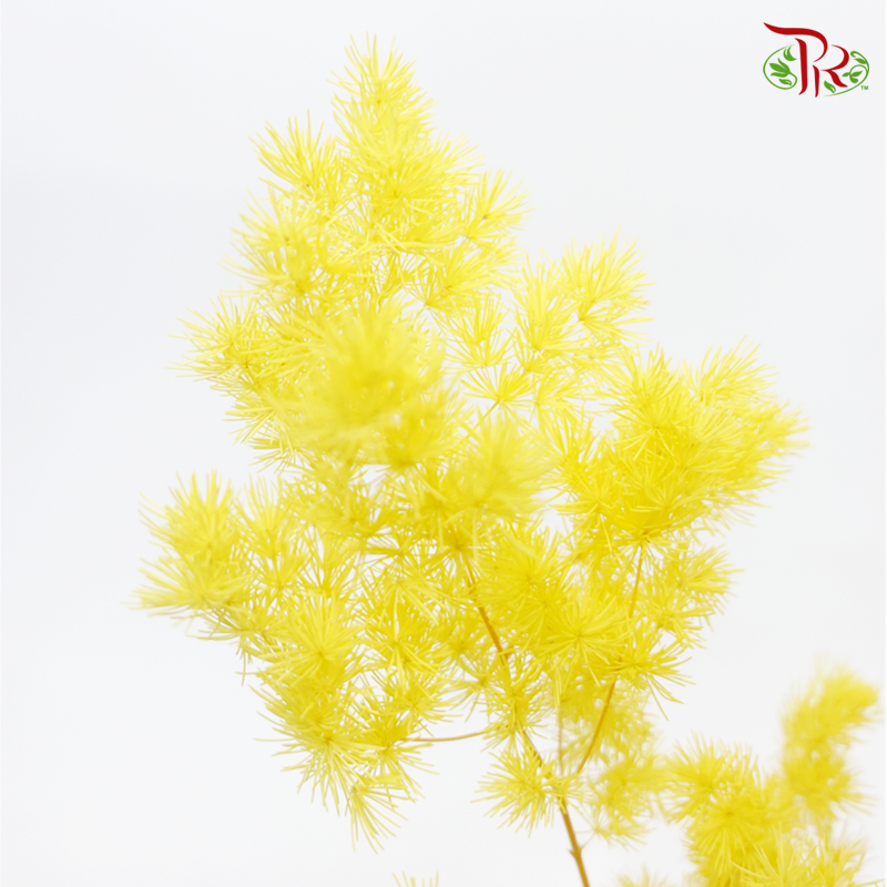 Preserved Asparagus Leaf - Yellow (Per Bunch)-Yellow-China-prflorist.com.my