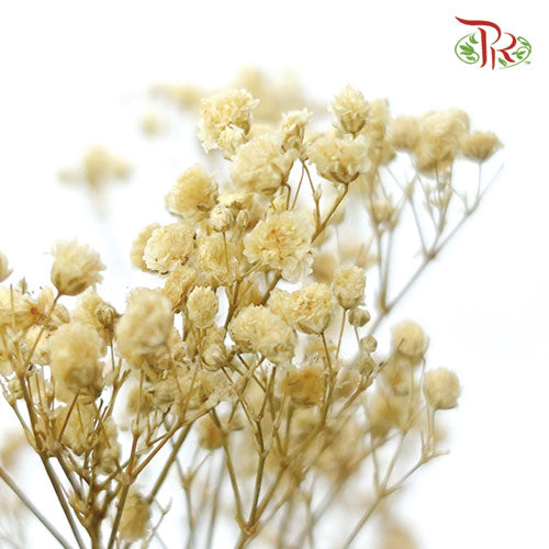 Preserved Baby Breath - Light Brown-Brown-China-prflorist.com.my