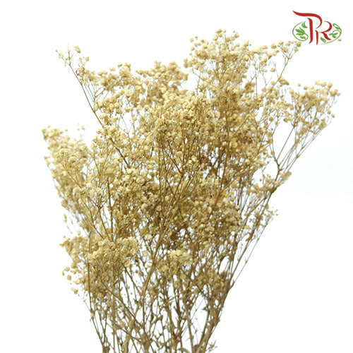 Preserved Baby Breath - Light Brown-Brown-China-prflorist.com.my
