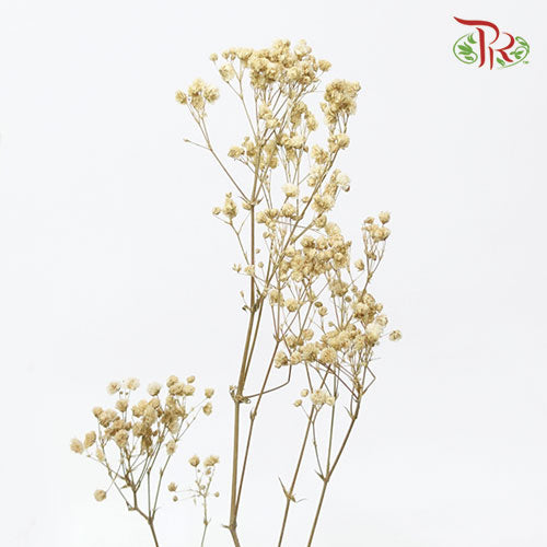 Preserved Baby Breath - Light Brown-Brown-China-prflorist.com.my