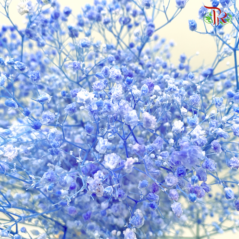 Preserved Baby's Breath - Blue 2 (Per Bunch) #2-Blue-China-prflorist.com.my