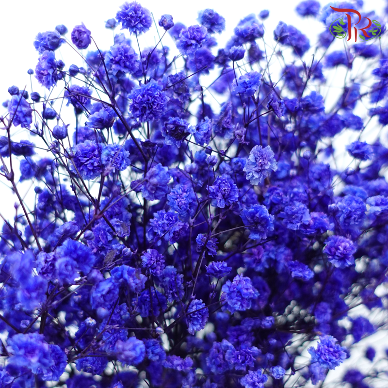 Preserved Baby's Breath - Bluish Purple-Bluish Purple-China-prflorist.com.my