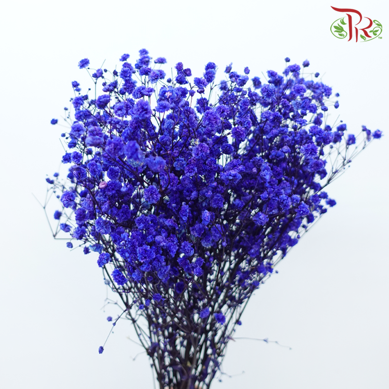Preserved Baby's Breath - Bluish Purple-Bluish Purple-China-prflorist.com.my