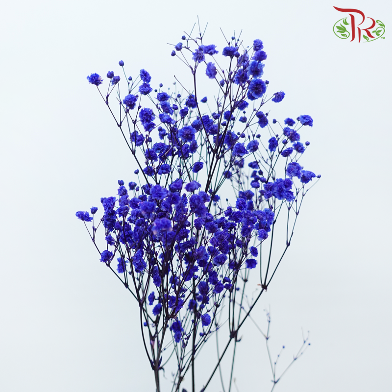 Preserved Baby's Breath - Bluish Purple-Bluish Purple-China-prflorist.com.my