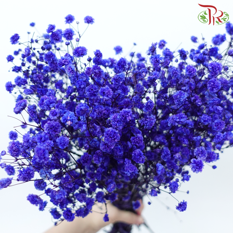 Preserved Baby's Breath - Bluish Purple-Bluish Purple-China-prflorist.com.my