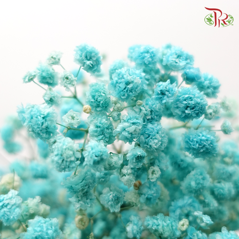 Preserved Baby's Breath - Cyan-Turquoise-China-prflorist.com.my