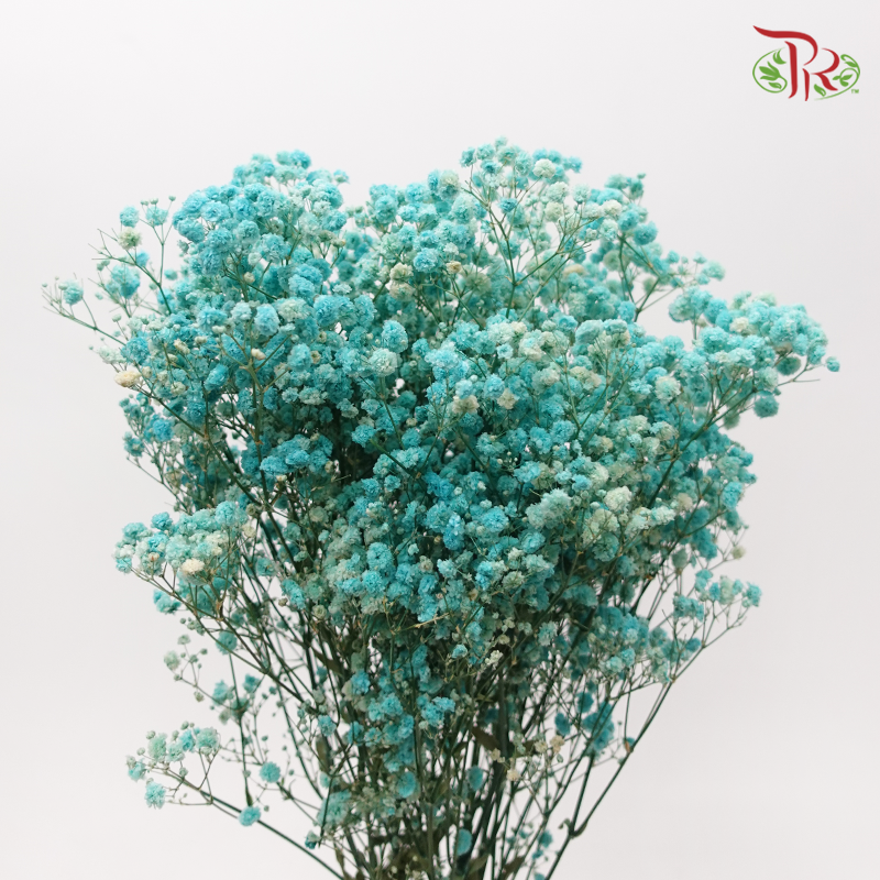 Preserved Baby's Breath - Cyan-Turquoise-China-prflorist.com.my