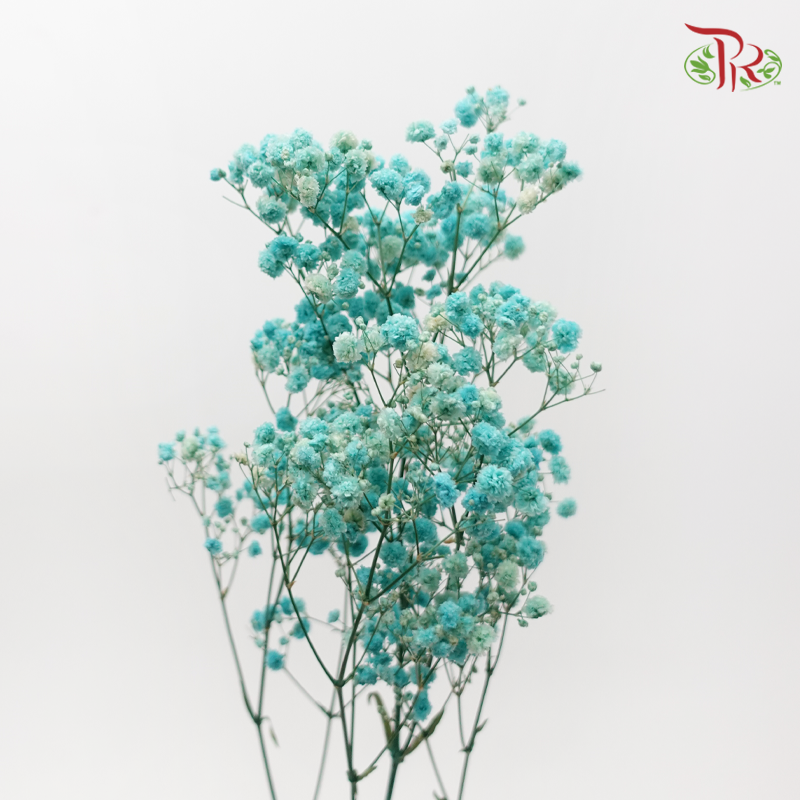Preserved Baby's Breath - Cyan-Turquoise-China-prflorist.com.my