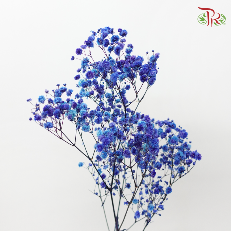 Preserved Baby's Breath - Dark Blue (Per Bunch)-Dark Blue-China-prflorist.com.my