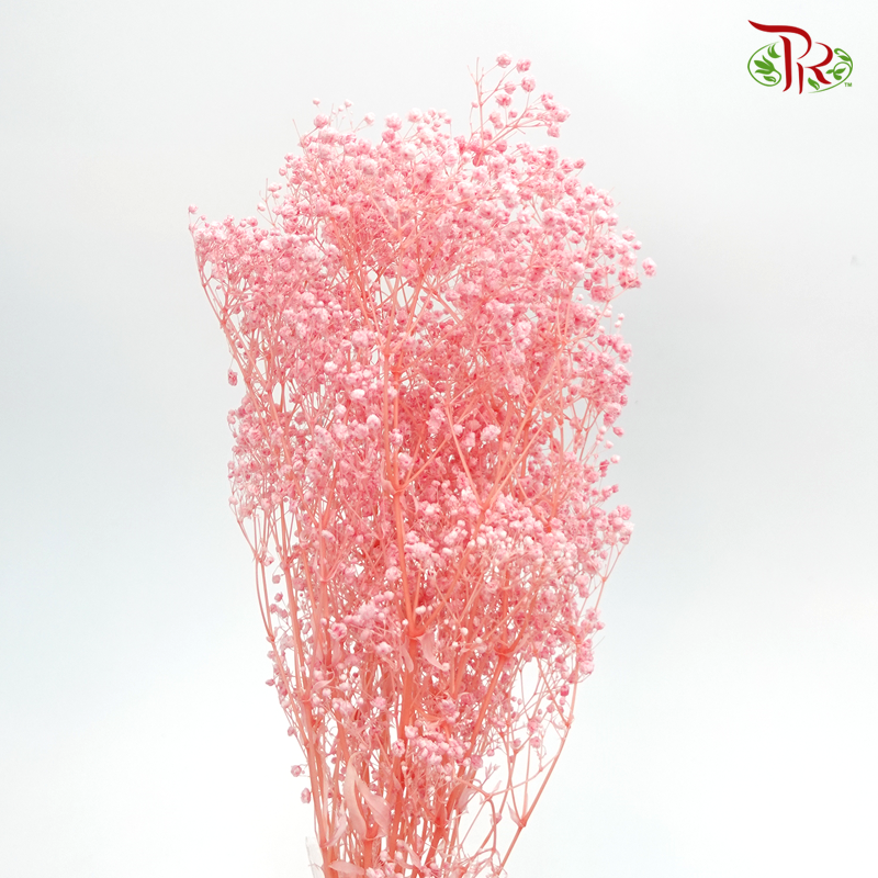 Preserved Baby's Breath- Light Pink #5-Pink-China-prflorist.com.my
