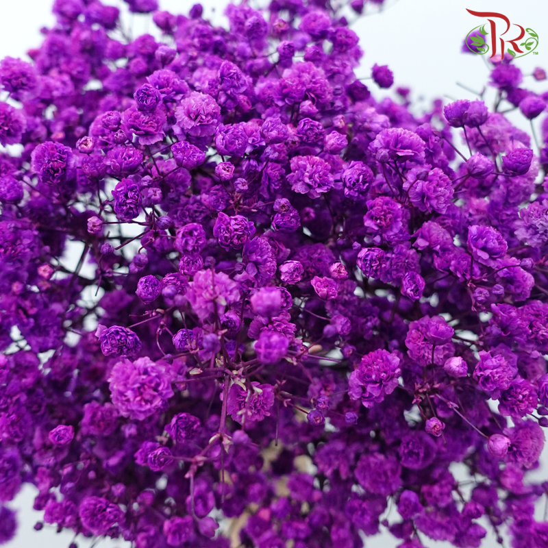 Preserved Baby's Breath - Magenta-Magenta-China-prflorist.com.my