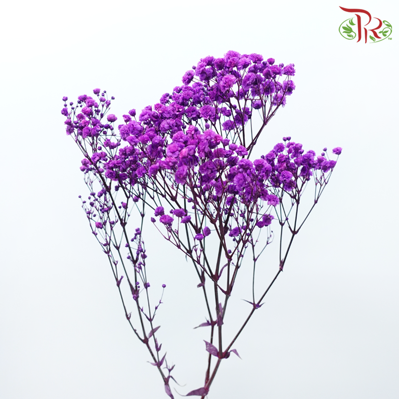Preserved Baby's Breath - Magenta-Magenta-China-prflorist.com.my