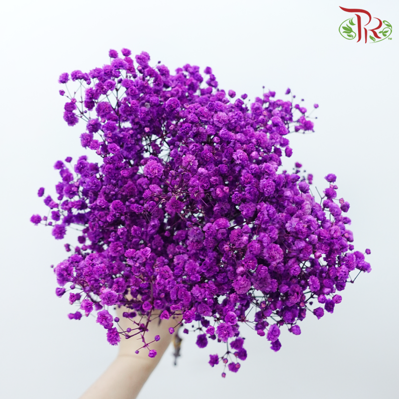 Preserved Baby's Breath - Magenta-Magenta-China-prflorist.com.my
