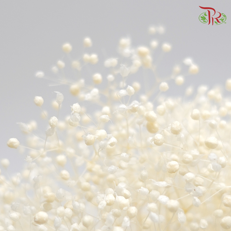 Preserved Baby's Breath Mini (0001-7-010)-Bleached-Japan-prflorist.com.my