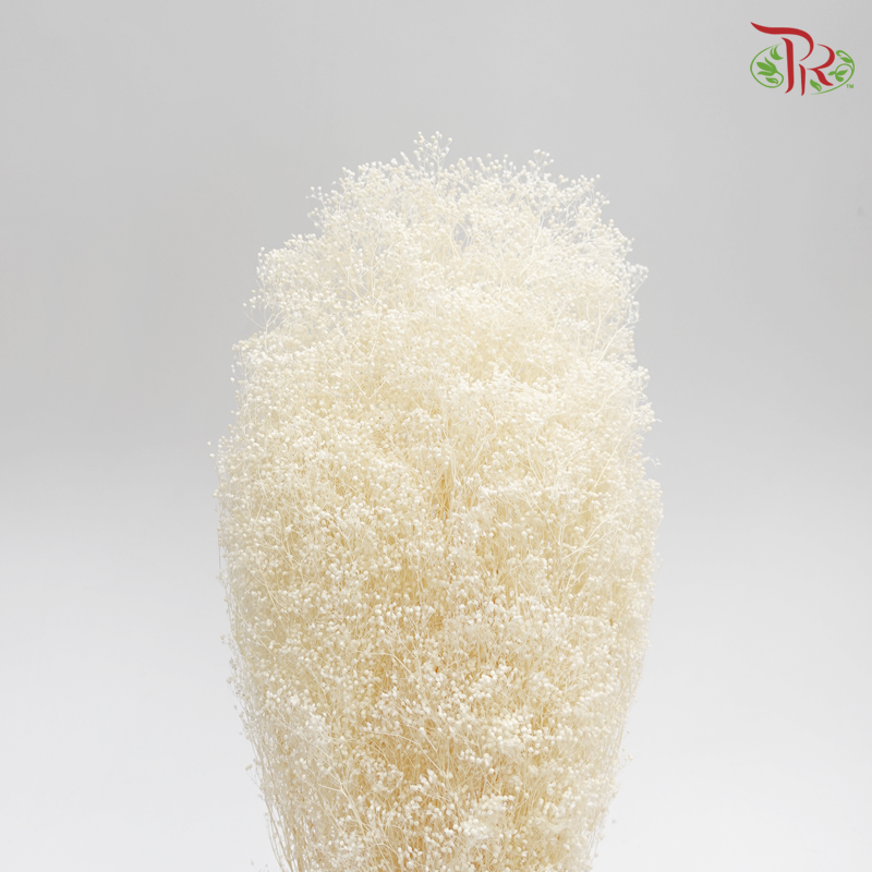 Preserved Baby's Breath Mini (0001-7-010)-Bleached-Japan-prflorist.com.my