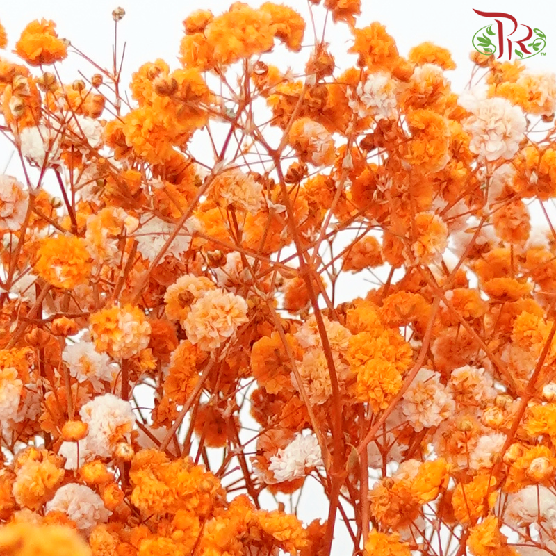 Preserved Baby's Breath- Orange-Orange-China-prflorist.com.my