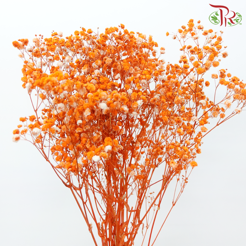 Preserved Baby's Breath- Orange-Orange-China-prflorist.com.my