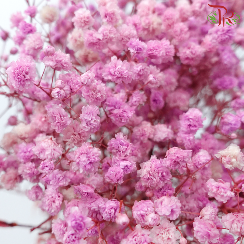 Preserved Baby's Breath - Pink Lilac-Pink-China-prflorist.com.my