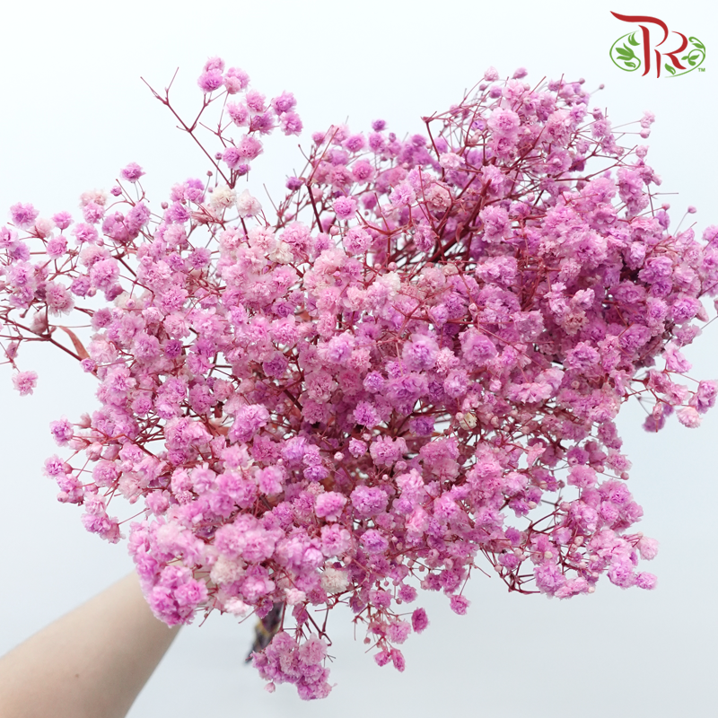 Preserved Baby's Breath - Pink Lilac-Pink-China-prflorist.com.my