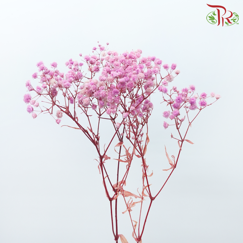 Preserved Baby's Breath - Pink Lilac-Pink-China-prflorist.com.my