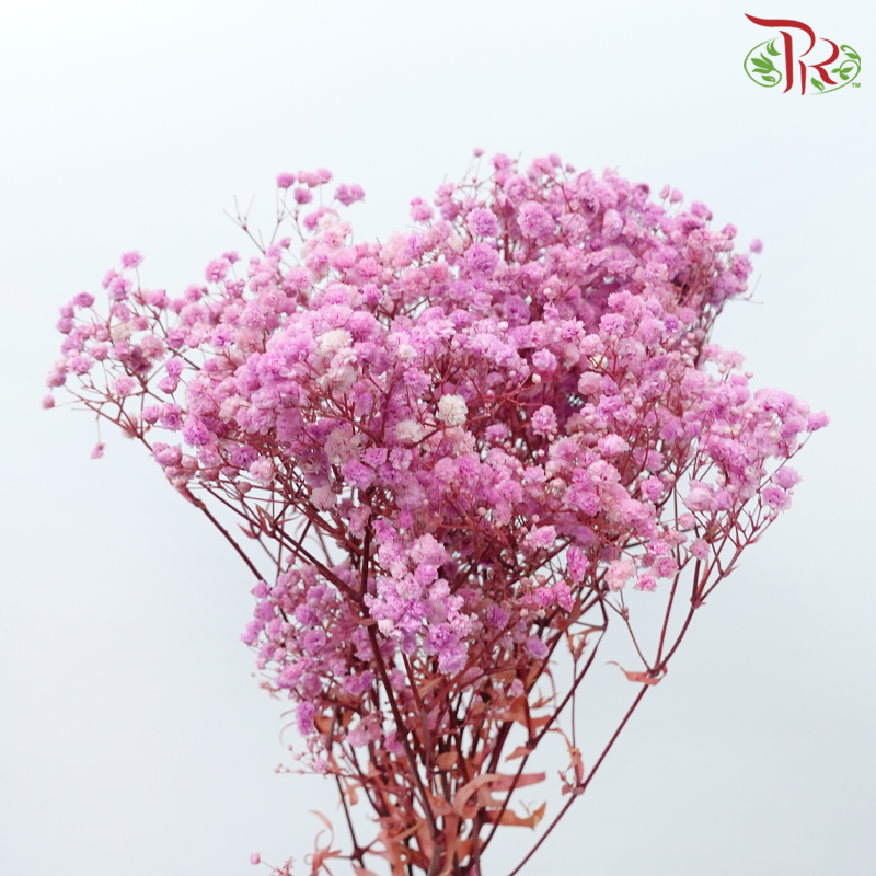 Preserved Baby's Breath - Pink Lilac-Pink-China-prflorist.com.my
