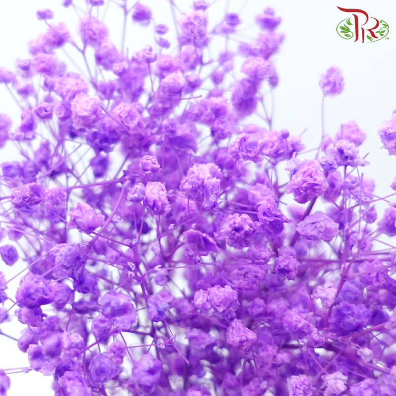 Preserved Baby's Breath - Purple Daffodil (Per Bunch)-Purple-China-prflorist.com.my