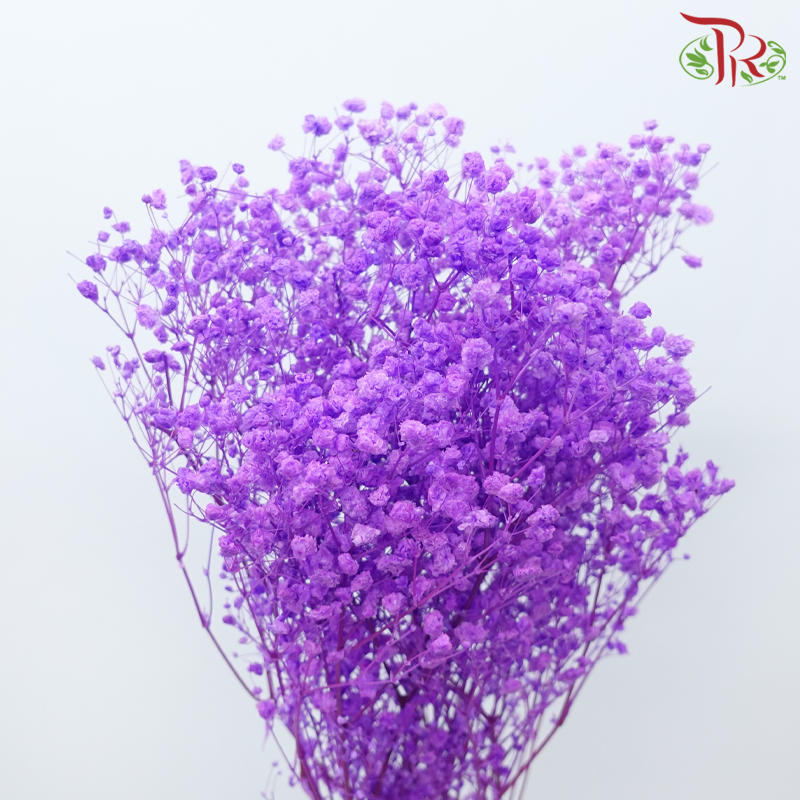 Preserved Baby's Breath - Purple Daffodil (Per Bunch)-Purple-China-prflorist.com.my