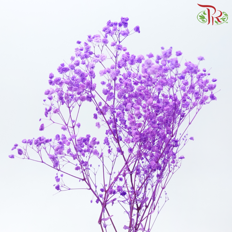 Preserved Baby's Breath - Purple Daffodil (Per Bunch)-Purple-China-prflorist.com.my