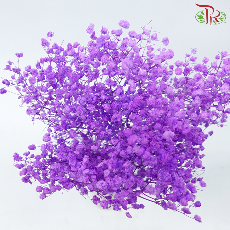 Preserved Baby's Breath - Purple Daffodil (Per Bunch)-Purple-China-prflorist.com.my