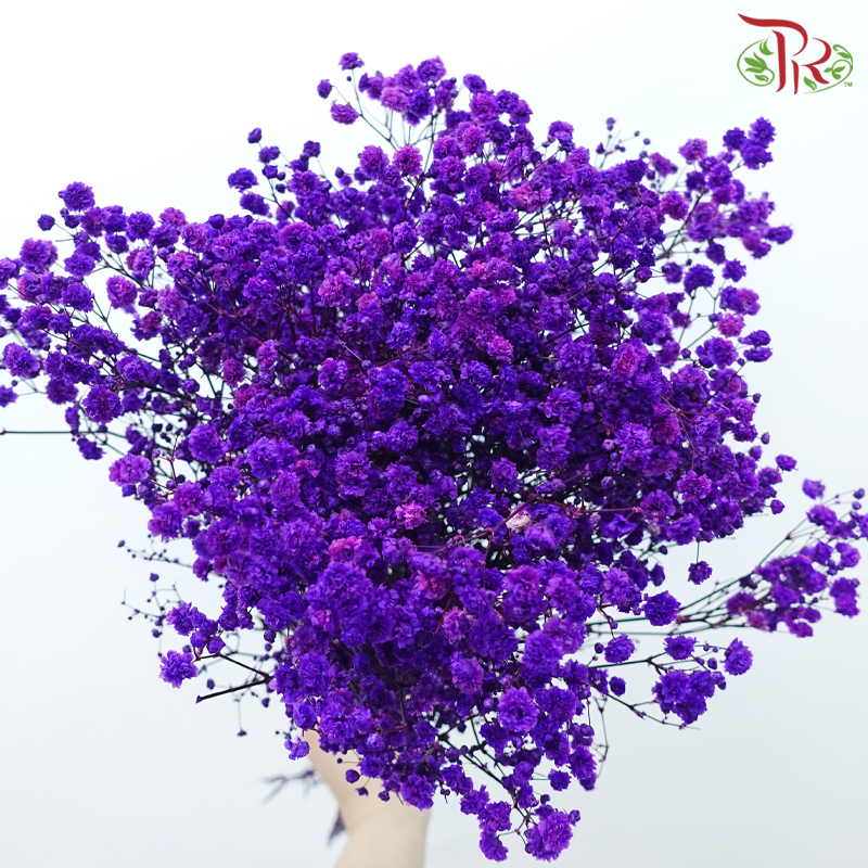 Preserved Baby's Breath - Purple Galaxy-Purple-China-prflorist.com.my