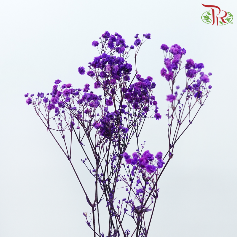 Preserved Baby's Breath - Purple Galaxy-Purple-China-prflorist.com.my