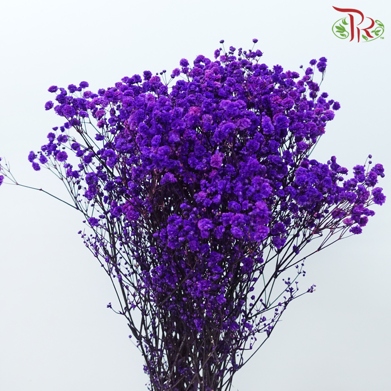 Preserved Baby's Breath - Purple Galaxy-Purple-China-prflorist.com.my
