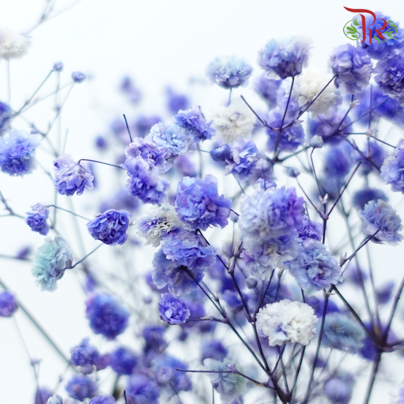Preserved Baby's Breath - Purplish Blue-Purplish Blue-China-prflorist.com.my