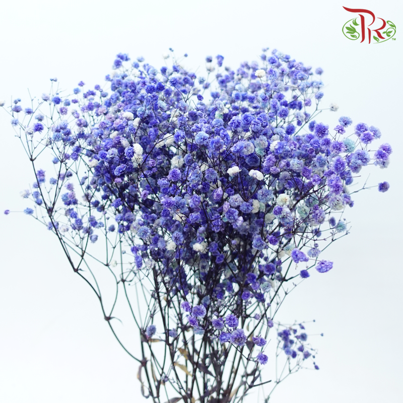Preserved Baby's Breath - Purplish Blue-Purplish Blue-China-prflorist.com.my