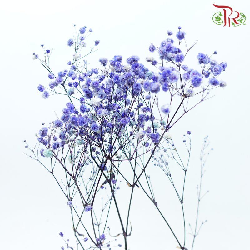 Preserved Baby's Breath - Purplish Blue-Purplish Blue-China-prflorist.com.my