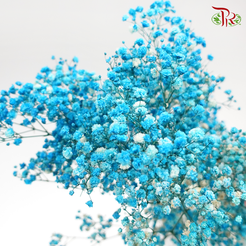 Preserved Baby's Breath - Vivid Blue-Blue-China-prflorist.com.my