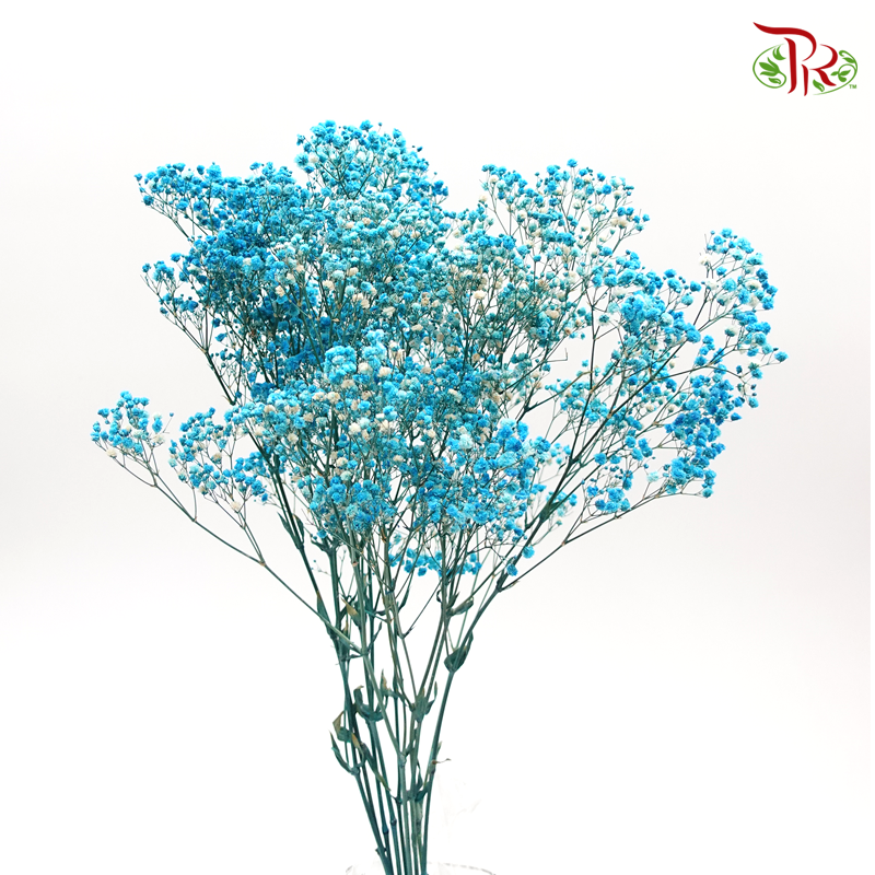 Preserved Baby's Breath - Vivid Blue-Blue-China-prflorist.com.my