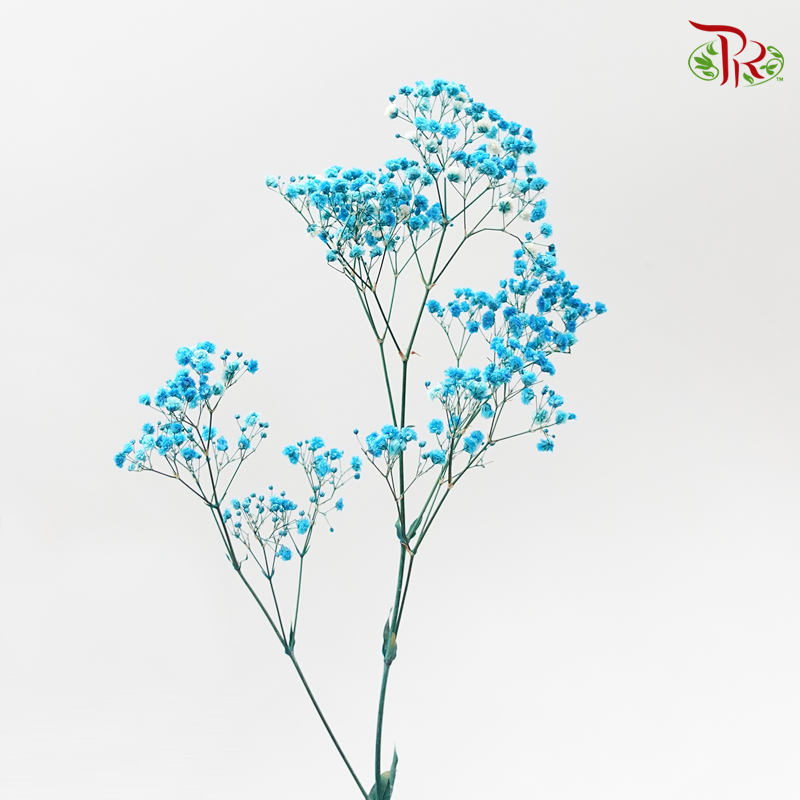Preserved Baby's Breath - Vivid Blue-Blue-China-prflorist.com.my