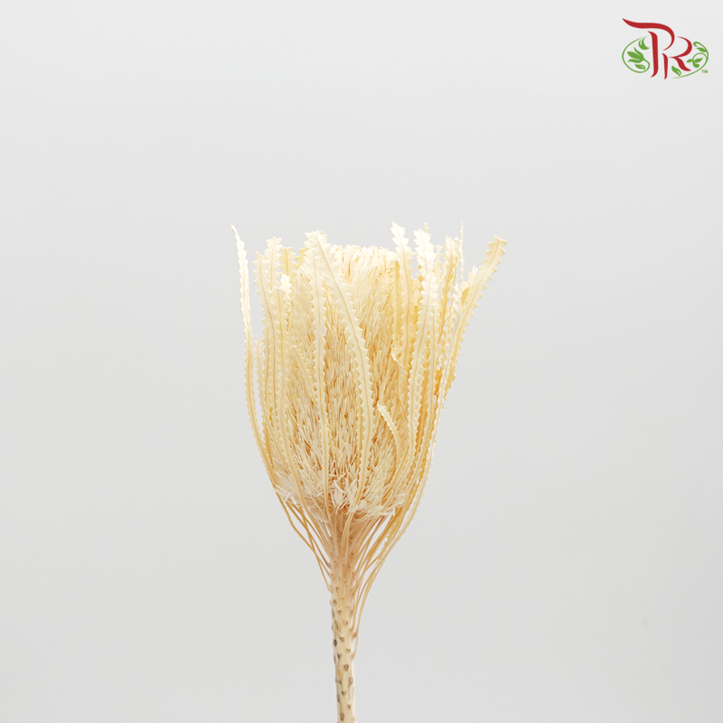 Preserved Banksia - Per Stem (4038-0-011)-Bleached-Japan-prflorist.com.my