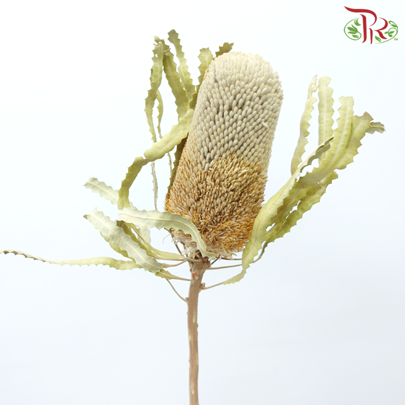 Preserved Banksia - (Per Stem)-China-prflorist.com.my