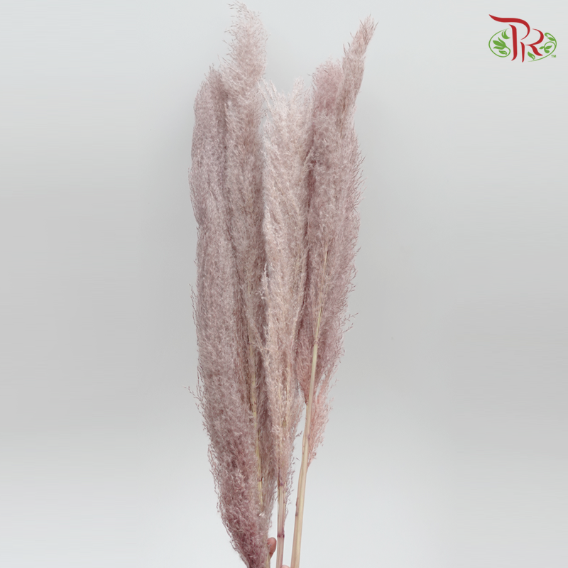 Preserved Big Tail Reed (5135-0-160)-Pudu Ria Florist-prflorist.com.my