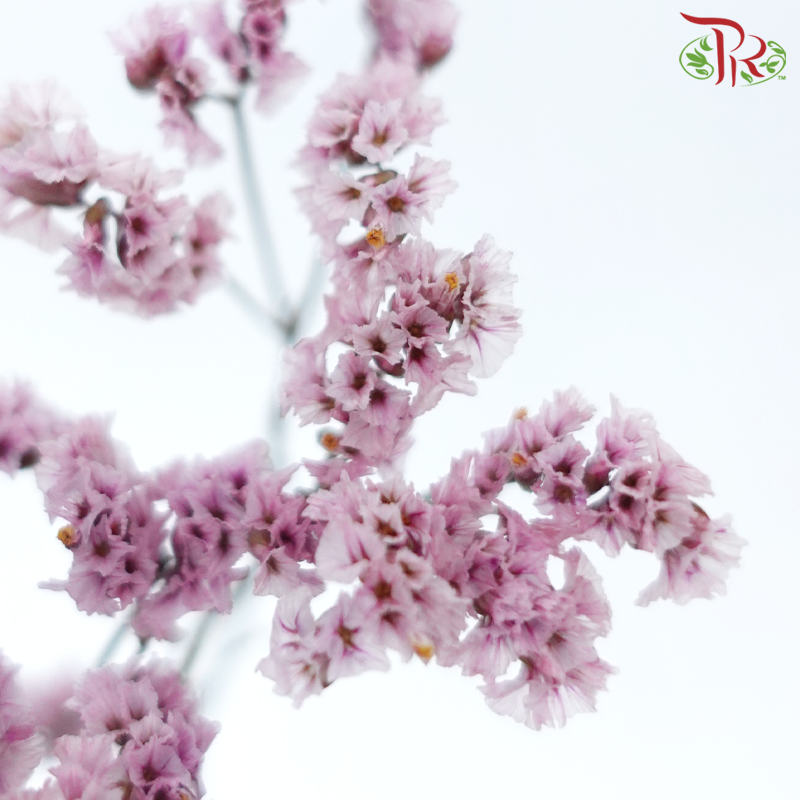 Preserved Caspia - Blush Pink (Per Bunch)-Blush Pink-China-prflorist.com.my