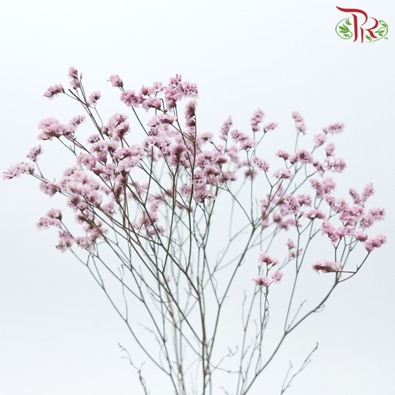 Preserved Caspia - Blush Pink (Per Bunch)-Blush Pink-China-prflorist.com.my